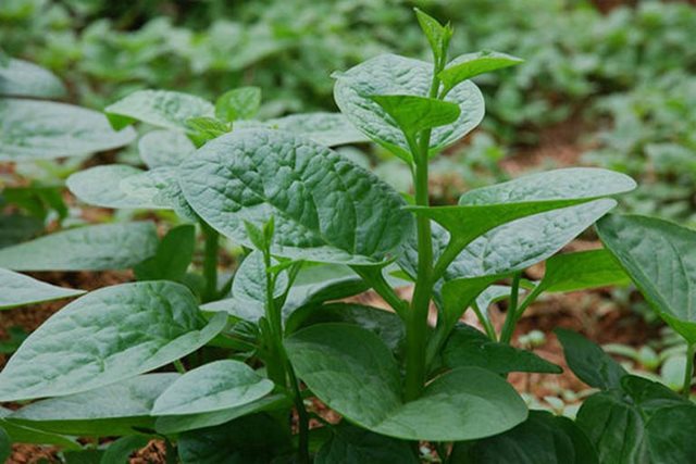 10 bài thuốc từ rau mồng tơi